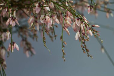 Cam bir vazoda açık pembe genista cytisus çiçeği buketi. Seçici odak.