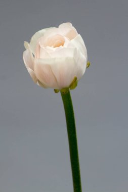 Gri bir arka planda, seçici bir odak noktası olan güzel, yumuşak, pembe ranunculus çiçeği.