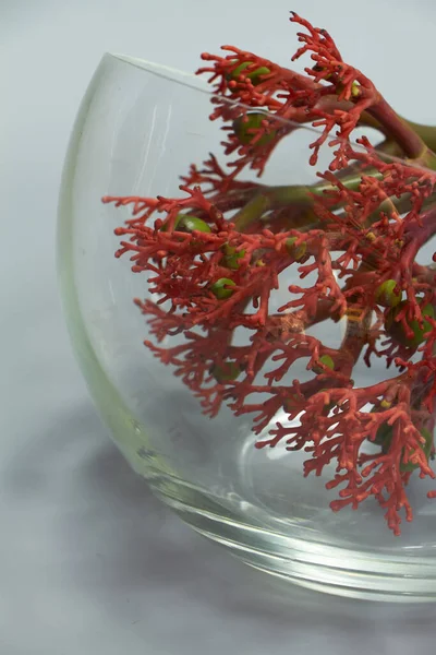 Квіти червоної ятрофи в скляній вазі на світло-сірому фоні, вибірковий фокус — стокове фото