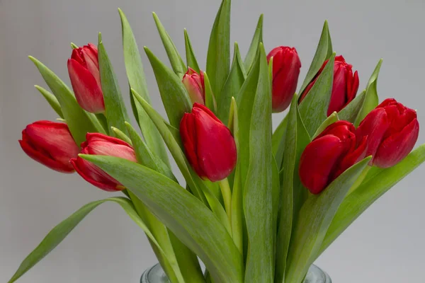 Bouquet di tulipani rossi su sfondo grigio, concetto di congratulazione o vacanza — Foto Stock