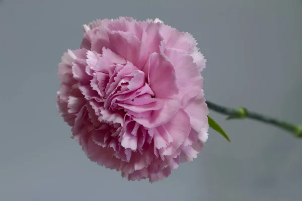 Close-up of pink carnation flower, carved carnation petals, selective focus — Stock Photo, Image