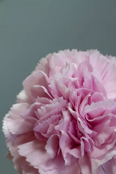 Close-up of pink carnation flower, carved carnation petals, selective focus — Stock Photo, Image