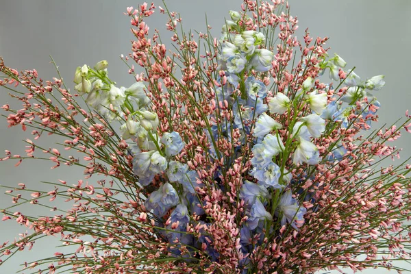 Ramo de Delphinium azul y jenista rosa sobre un fondo gris claro, concepto de vacaciones o tarjeta de felicitación, enfoque selectivo — Foto de Stock