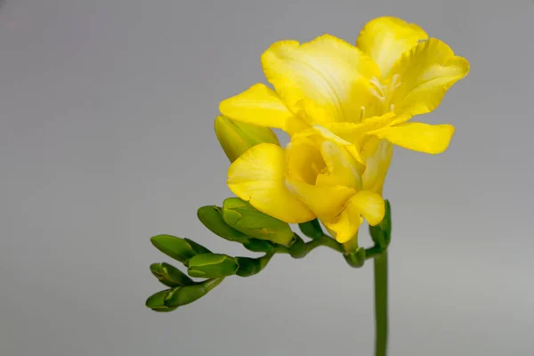 Een tak van bloeiende gele freesia isoleren op een lichtgrijze achtergrond, wenskaart of concept — Stockfoto