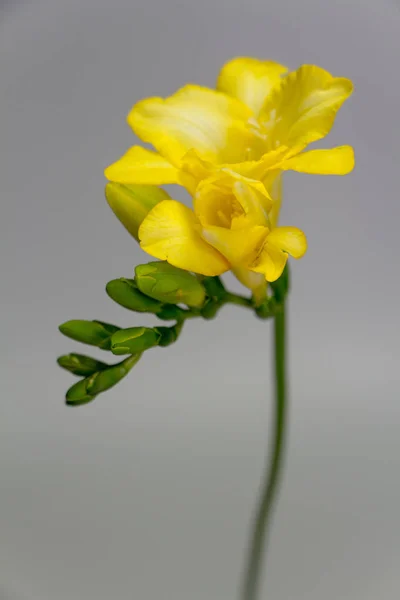 Ветвь цветущей желтой Freesia изолировать на светло-сером фоне, поздравительной открытки или концепции — стоковое фото