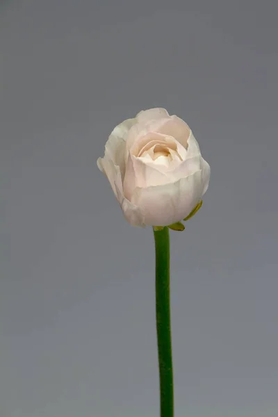 Hermosa flor ranúnculo rosado tierno único sobre un fondo de pared gris, enfoque selectivo — Foto de Stock