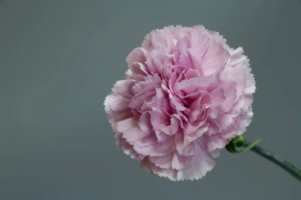 Close-up of pink carnation flower, carved carnation petals, selective focus — Stock Photo, Image