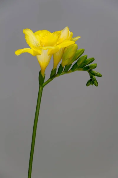 Gałąź kwitnącej żółtej frezji izoluje się na jasnoszarym tle, kartce okolicznościowej lub koncepcji — Zdjęcie stockowe