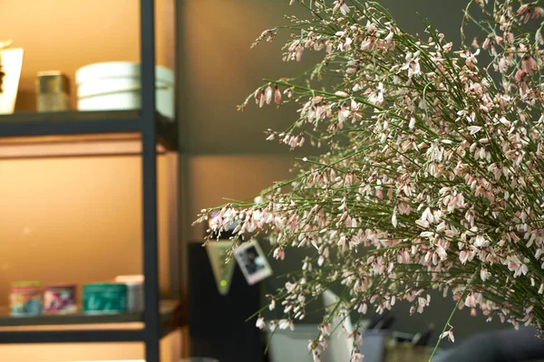 Hermoso ramo de flores genista cytisus rosa claro en un jarrón de vidrio en la ventana de una florería — Foto de Stock