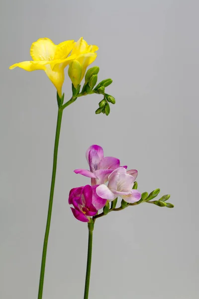 Due rami di fresia rosa e gialla in fiore isolano su uno sfondo grigio chiaro, biglietto di auguri o concetto — Foto Stock