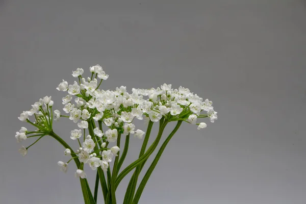 Fiori Allium Bianco Sfondo Grigio Spazio Copia — Foto Stock