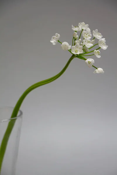 Flores Alium Blanco Sobre Fondo Gris Espacio Para Copiar — Foto de Stock