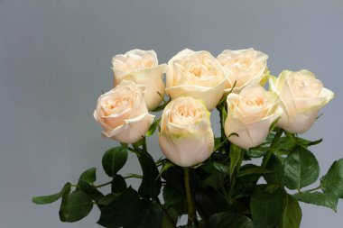 Gri arkaplanda bir buket beyaz pembe gül, tebrik kartı veya konsept