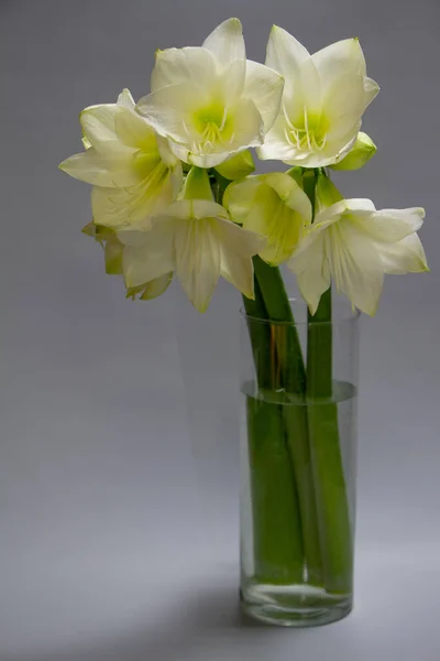 薄い灰色の背景 グリーティングカードまたはコンセプトに分離花瓶に近い白いカバストラムの花 — ストック写真