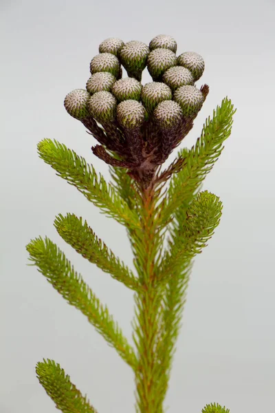 Květiny Brunia Albiflora Rostlina Jižní Afriky Šedým Pozadím — Stock fotografie