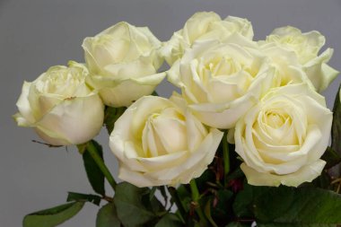 Gri arkaplanda bir buket beyaz gül, tebrik kartı veya konsept