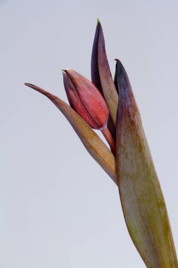 Gri arka planda, cam bardakta tek siyah lale, seçici odaklı.