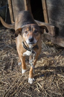 Zincirlenmiş köpek köpek kulübesi, kırsal kesimde köpek bekçileri evi.