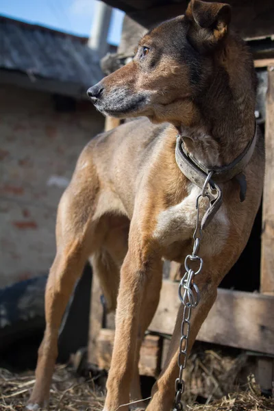 Chained up dog near wooden kennel, dog guards house in the countryside