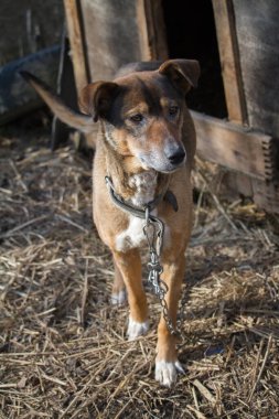 Zincirlenmiş köpek köpek kulübesi, kırsal kesimde köpek bekçileri evi.