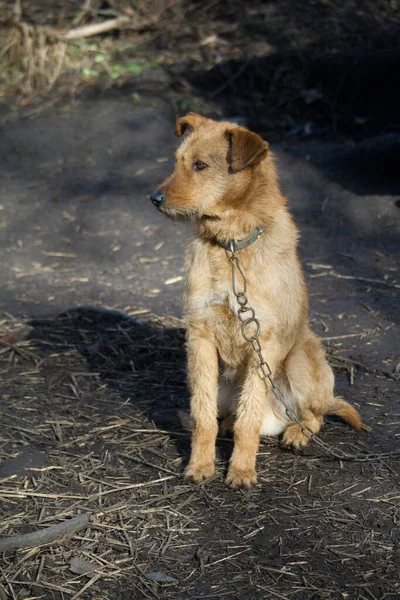 Chained up dog near wooden kennel, dog guards house in the countryside