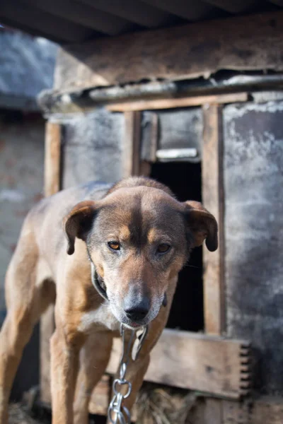 Chained up dog near wooden kennel, dog guards house in the countryside