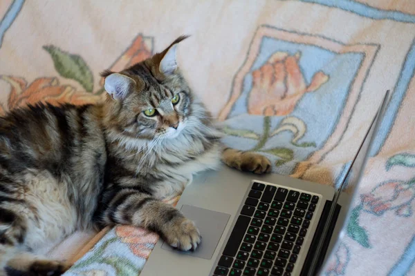 Concept Stayhome Staysafe Maine Coon Cat Lies Bed Works Laptop — Stock Photo, Image