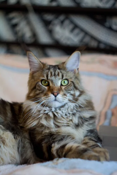 Concept Stayhome Och Staysafe Maine Coon Katt Ligger Sängen Och — Stockfoto