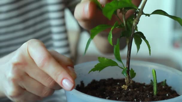 Caucasian Woman Taking Care Home Plant Examines Plant Diseases Pests — Stock Video