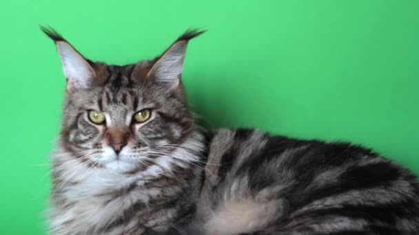 Maine Coon Gatto Rannicchiato Sullo Schermo Verde Guarda Fotocamera Messa — Video Stock