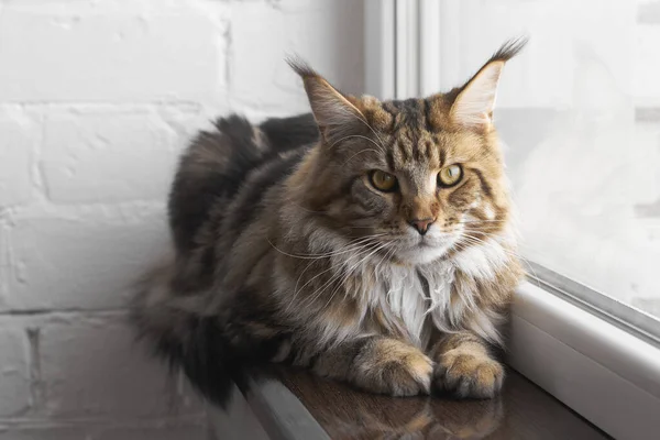 Maine Coon Gato Sentar Peitoril Janela Contra Parede Tijolo Branco — Fotografia de Stock