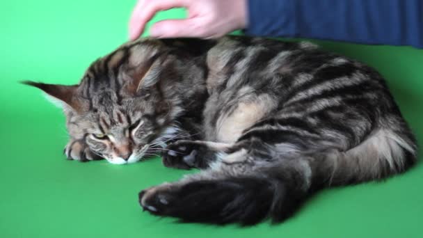 Male hand stroking Maine Coon cat on green screen backdrop, selective focus — Stock Video