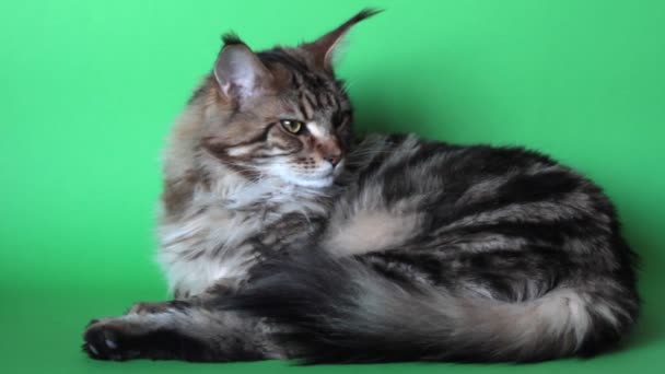 Maine Coon katt hoprullade på grön skärm och tittar på kameran, selektivt fokus — Stockvideo