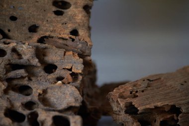 Tahta delikleri ve seçici odaklı ahşap dokuya yakın plan