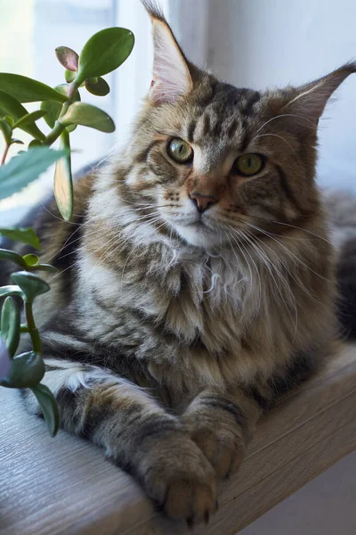 Maine Coon Gato Sentar Peitoril Janela Contra Parede Tijolo Branco — Fotografia de Stock