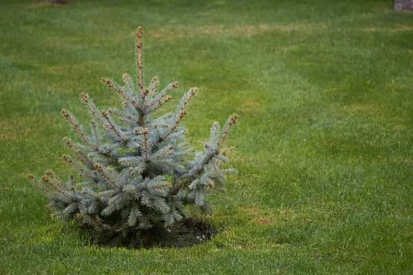 緑の芝生の上で装飾のない若い壮大なクリスマスツリー 選択的な焦点 — ストック写真