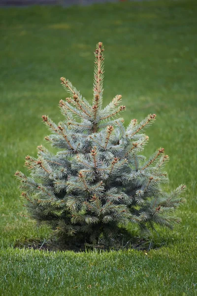 緑の芝生の上で装飾のない若い壮大なクリスマスツリー 選択的な焦点 — ストック写真