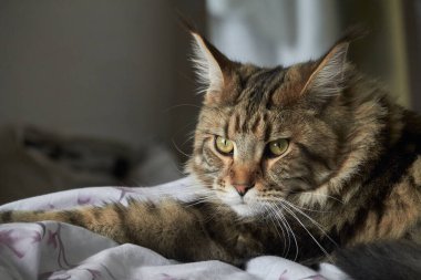 Tekir rakun kedisinin portresini kapat, seçici odak