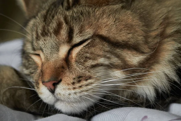 Nahaufnahme Porträt eines gestromten Maine Coon Kätzchens, selektiver Fokus — Stockfoto