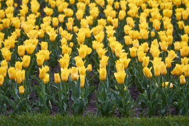 Bahardan sonra yağan parlak sarı laleler, çiçek açan bahar konsepti, seçici odaklanma