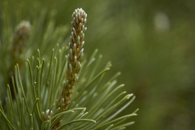 Parkta taze brunchlar, bulanık arka plan. Bitkisel ilaçlar.