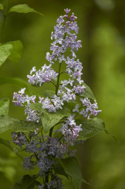 Yağmur altında çiçek açan leylakların park veya bahçe arka planına yakın plan, seçici odak