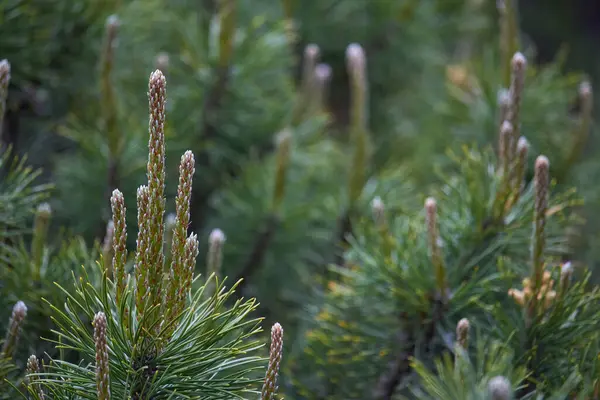 Nya Färska Bruncher Vintergröna Enbär Parken Suddig Bakgrund Örtmedicin — Stockfoto