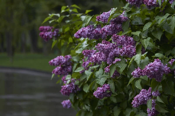 Close-up of blooming lilacs under rain against park or garden background, selective focus