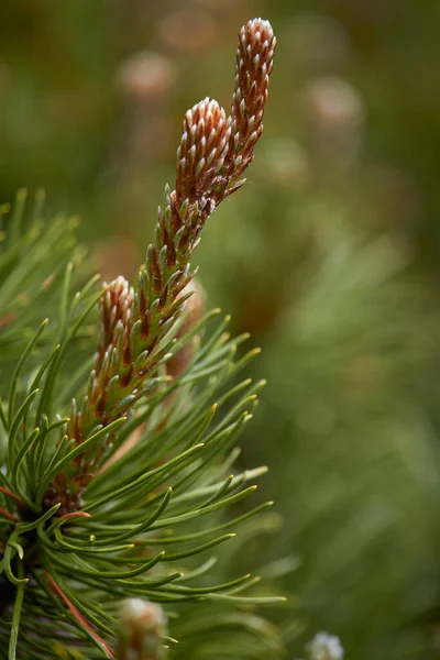 New Fresh Brunches Evergreen Juniper Park Blurred Background Herbal Medicine — Stock Photo, Image