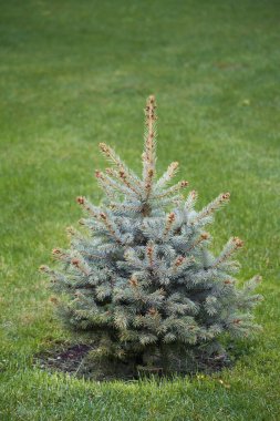 Yeşil çimlerde süslemesi olmayan muhteşem Noel ağacı, seçici bir odak noktası.