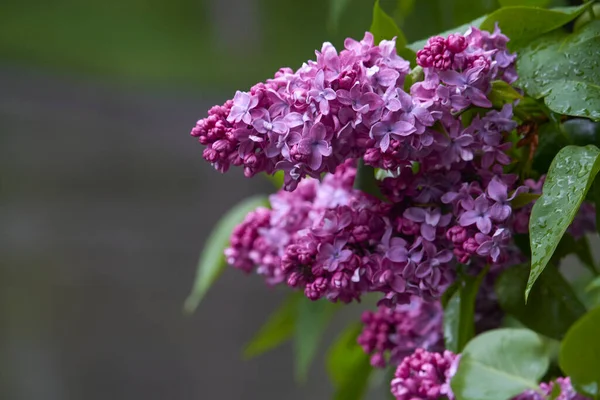 Close Blooming Lilacs Rain Park Garden Background Selective Focus — Stock Photo, Image