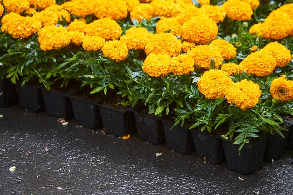 Lot of bright seedlings of flowers in plastic containers ready for planting on flowerbed in public park, selective focus