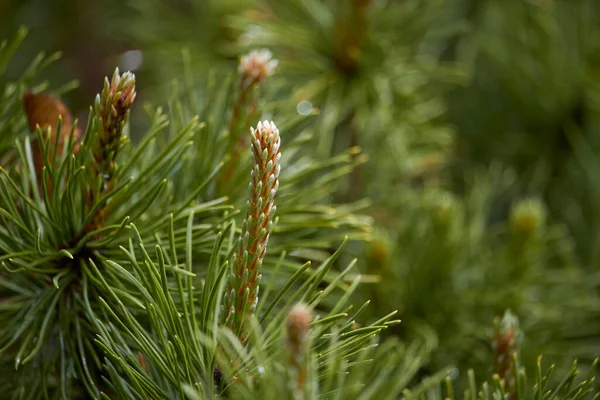 New Fresh Brunches Evergreen Juniper Park Blurred Background Herbal Medicine — Stock Photo, Image