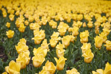 Bahardan sonra yağan parlak sarı laleler, çiçek açan bahar konsepti, seçici odaklanma